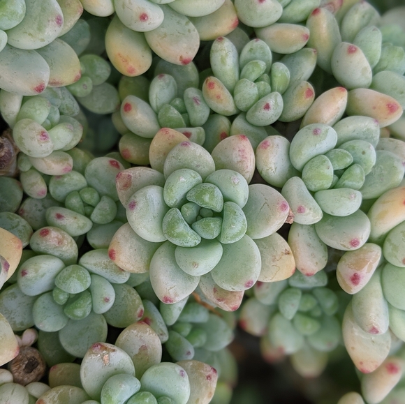 40 Succulent Plant Cuttings Various Types - Picture 10 of 15